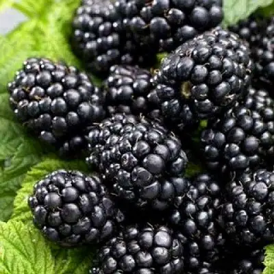 Ежевика БЖЕЗИНА бесшипная  в Колодищи