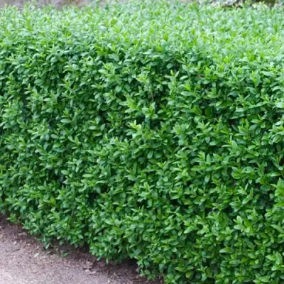 Бирючина обыкновенная АТРОВИРЕНС в Колодищи