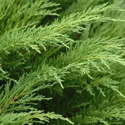 Можжевельник ТАМАРИСЦИФОЛИЯ казацкий  в Колодищи