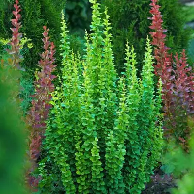 Барбарис ЭРЕКТА тунберга в Колодищи