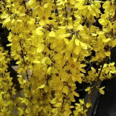 Форзиция ГОЛДРАУШ в Колодищи