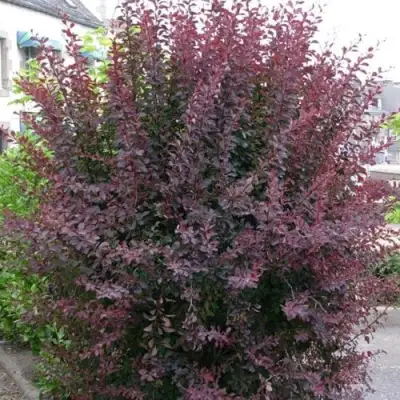 Барбарис АТРОПУРПУРЕА тунберга в Колодищи