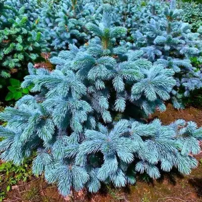 Ель СУПЕР БЛЮ СИДЛИНГ колючая в Колодищи