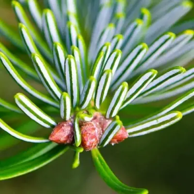 Пихта белая в Колодищи