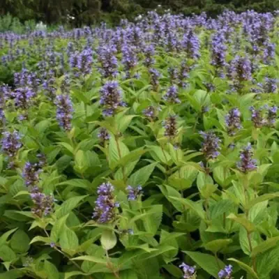 Котовник БЛЮ ДРИМС полусидячий в Колодищи