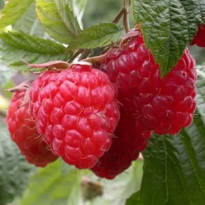 Малина ГЕРАКЛ в Колодищи