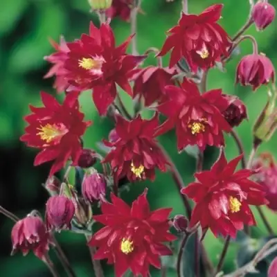 Аквилегия РУБИ ПОРТ обыкновенная в Колодищи