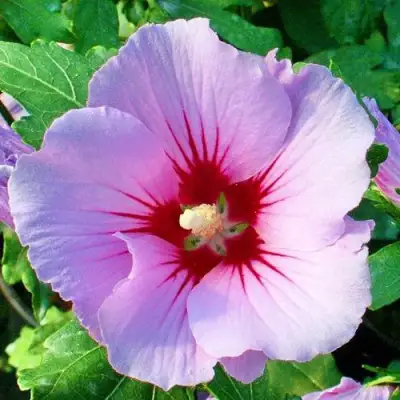 Гибискус ПИНК ФЛИРТ сирийский в Колодищи