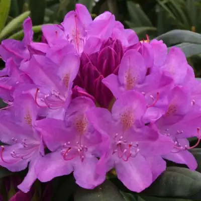 Рододендрон РОЗЕУМ ЭЛЕГАНС в Колодищи