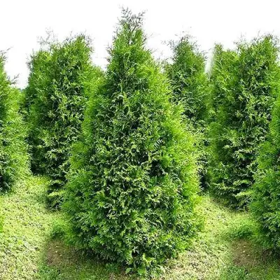 Туя БРАБАНТ западная в Колодищи