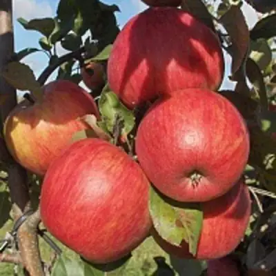 Яблоня ПЕРСИКОВАЯ в Колодищи