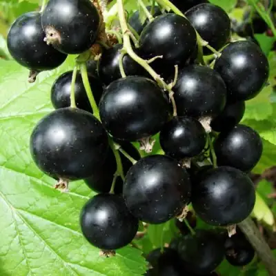 Смородина чёрная ЭКЗОТИКА в Колодищи