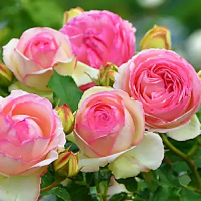 Роза ПЬЕР ДЕ РОНСАР плетистая в Колодищи