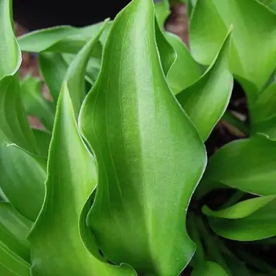 Хоста ГАРРИ ВАН ТРИЕР в Колодищи