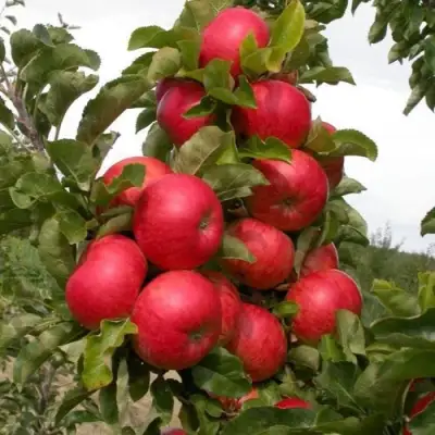 Яблоня ТРАЙДЕНТ колонновидная в Колодищи