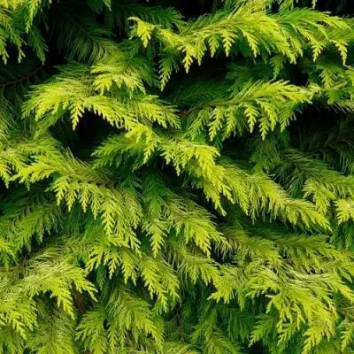 Кипарисовик ГОЛДЕН ВОНДЕР лавсона в Колодищи