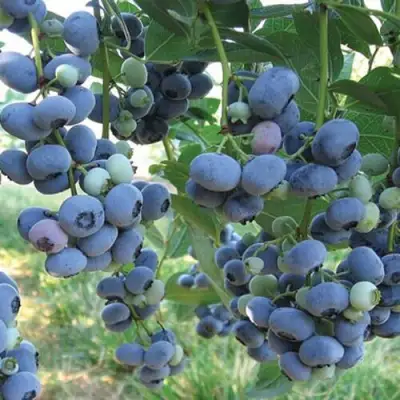 Голубика ЛИБЕРТИ в Колодищи