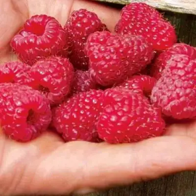 Малина ДЖОАН ДЖИ (ДЖОАН ДЖЕЙ) в Колодищи