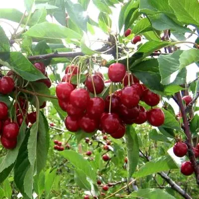 Вишня ТУРГЕНЕВКА в Колодищи