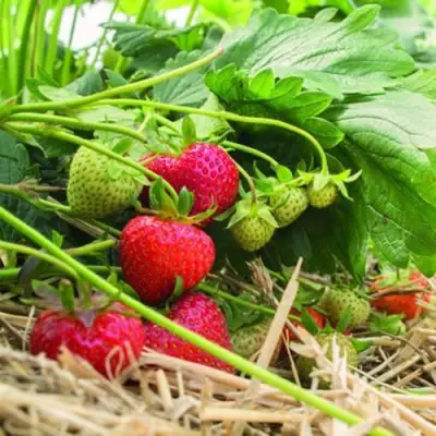 Клубника ЭЛЬСАНТА в Колодищи