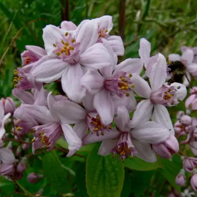 Дейция МОУНТ РОУЗ в Колодищи