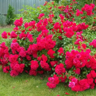 Роза РАДОСТЬ САДОВНИКА (ГАРТЕН ФРОЙДЕ) почвопокровная в Колодищи