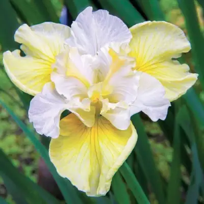 Ирис ЙЕЛЛОУ ТЕЙЛ сибирский в Колодищи