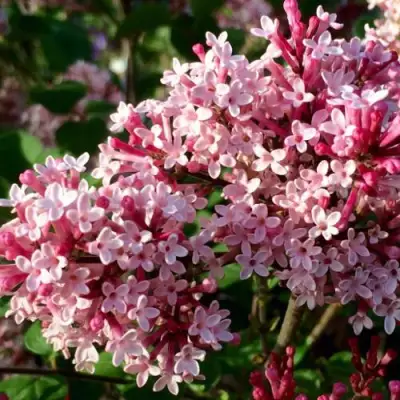 Сирень РЕД ПИКСИ в Колодищи