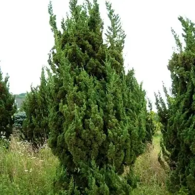 Можжевельник КАЙЗУКА китайский в Колодищи