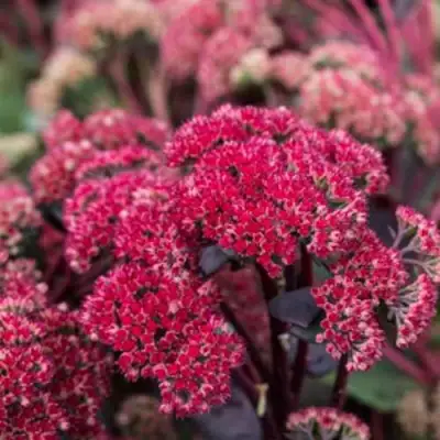 Очиток (седум) РЕД КАУЛИ в Колодищи