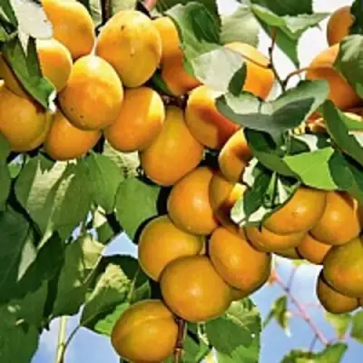 Абрикос БРЯНСКИЙ РАННИЙ в Колодищи