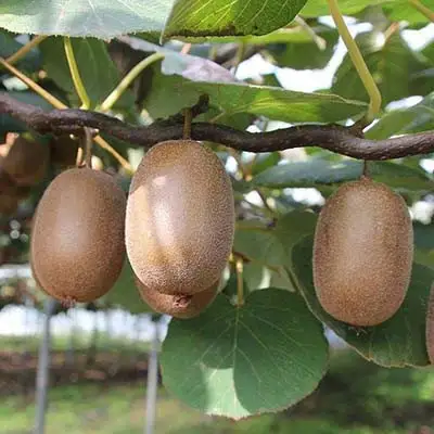 Актинидия ЗАКАРПАТЬЕ киви в Колодищи