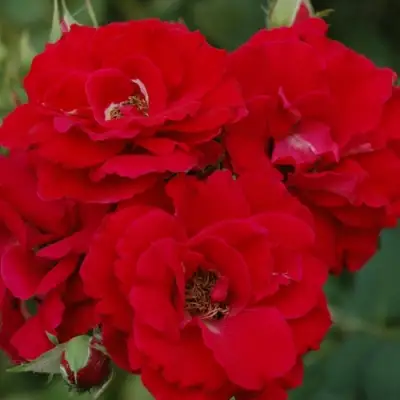 Роза ЧАМПЛЕЙН флорибунда в Колодищи