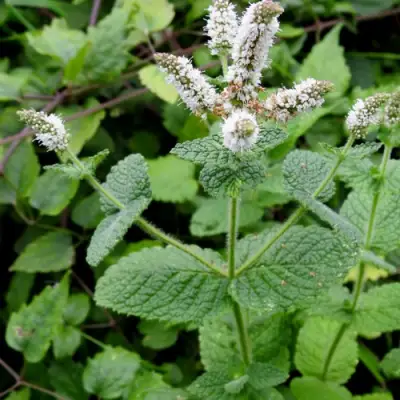 Мята яблочная в Колодищи