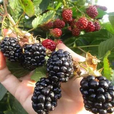 Ежевика НАВАХО бесшипная  в Колодищи