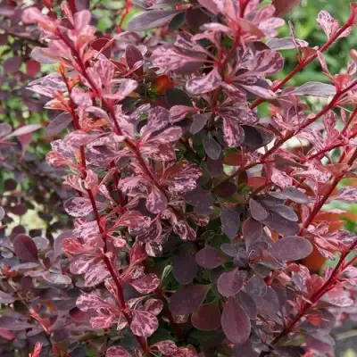 Барбарис РОУЗ ГЛОУ тунберга в Колодищи