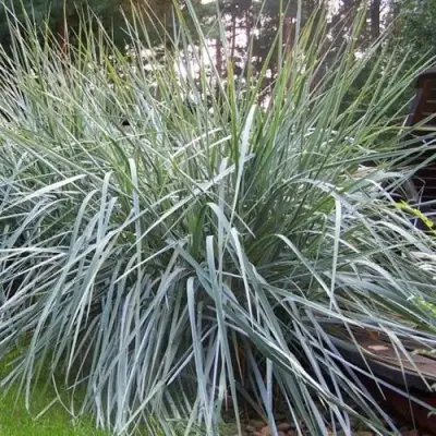 Элимус БЛЮ ДЮН песчаный в Колодищи