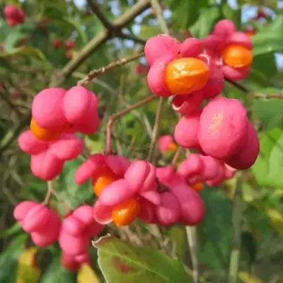 Бересклет ЕВРОПЕЙСКИЙ в Колодищи