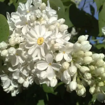 Сирень РОЧЕСТЕР в Колодищи