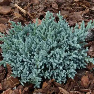 Можжевельник БЛЮ СПАЙДЕР чешуйчатый в Колодищи