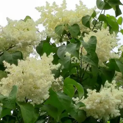 Сирень АМУРСКАЯ в Колодищи