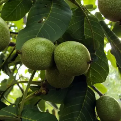 Грецкий орех ПИНСКИЙ в Колодищи