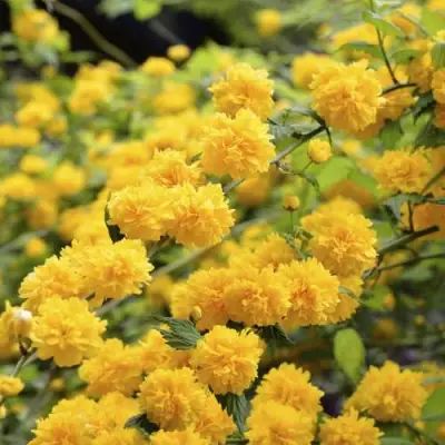 Керрия японская АУРЕОВАРИЕГАТТА в Колодищи