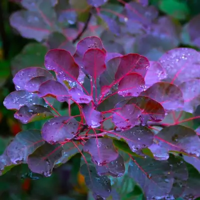 Скумпия ГРЕЙС в Колодищи
