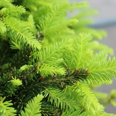 Ель НИДИФОРМИС обыкновенная в Колодищи