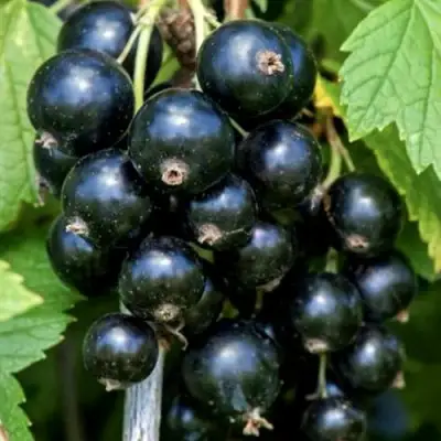 Смородина чёрная СЕЛЕЧЕНСКАЯ в Колодищи