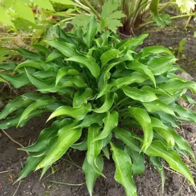 Хоста ГАРРИ ВАН ТРИЕР в Колодищи