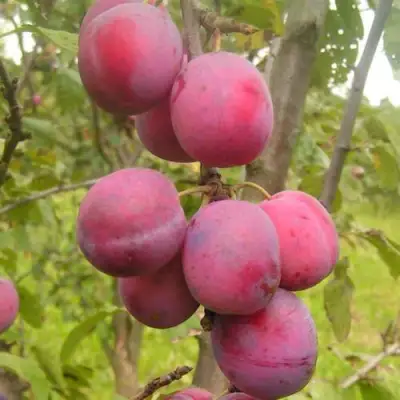 Слива ЭДИНБУРГСКАЯ в Колодищи