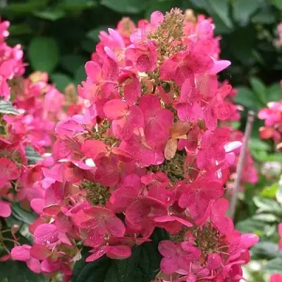 Гортензия МЕГА МИНДИ метельчатая в Колодищи