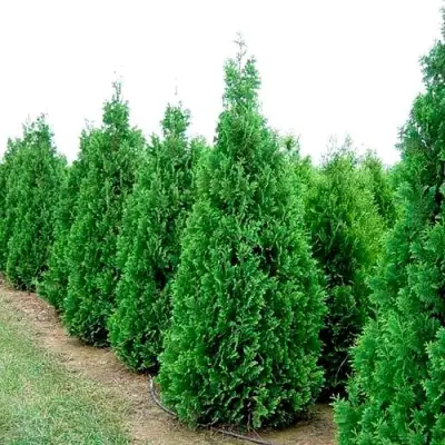 Туя СПИРАЛИС западная в Колодищи